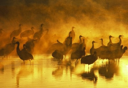 Untitled Wallpaper - fog, cranes, sand hill cranes