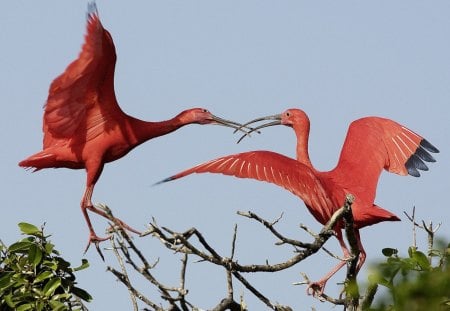 Untitled Wallpaper - scarlet ibises, venezuela