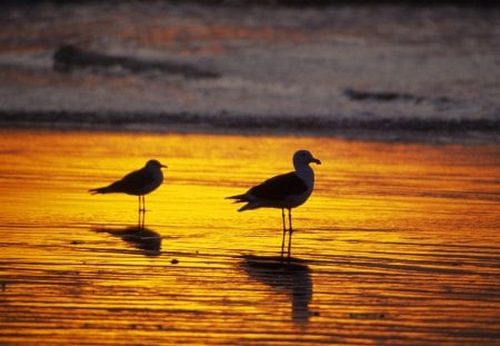 Untitled Wallpaper - beach, california, seagulls, southern california, florida, sunset