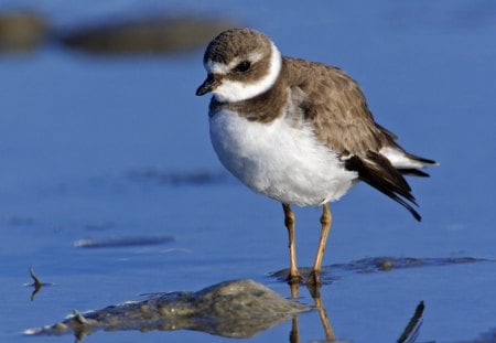 Untitled Wallpaper - water, plover, birds