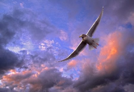 Soaring Gull - clouds, bird, blue, air, soaring gull, cool, washington, dark, puget, skies, nature, fly, gull, wings, gull puget, sky