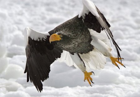 Sea Eagle - sea eagle, eagle, birds, water