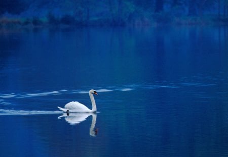 Untitled Wallpaper - water, birds