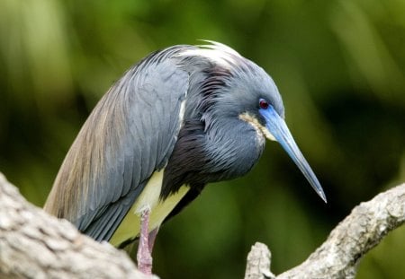 Untitled Wallpaper - water, birds, heron