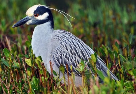 Untitled Wallpaper - water, yellow crowned heron, birds, heron