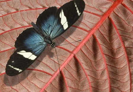 Untitled Wallpaper - longwing, butterflies