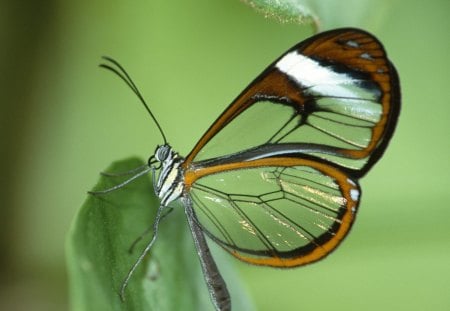 Clear Wing Butterfly - moth, hot, butterflies, butterfly, kool, camoflouged, animals