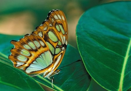 Untitled Wallpaper - malachite, malachite butterfly, butterflies