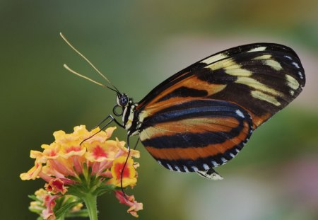 Untitled Wallpaper - ravi, butterflies