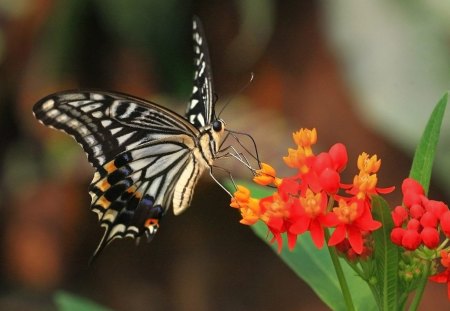 Tiger Swallowtail - flowers, tiger swallowtail, butterfly, swallowtail