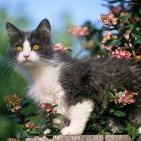 Calico cat in garden