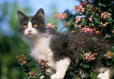 Calico cat in garden - cat, cats, garden, kitten, flower