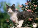 Calico cat in garden