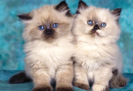 Two Cute Himalayan Kittens - cats, himalayan, kitten