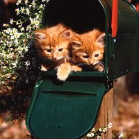 Kitties in the Box