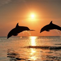 Bottlenose Dolphins Jumping at Sunset