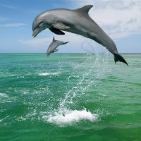 Bottlenose dolphins