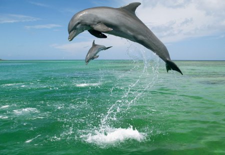 Bottlenose dolphins - dolphins, bottlenose, sea, caribbean, dolphin