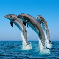 Jumping Bottlenose Dolphins