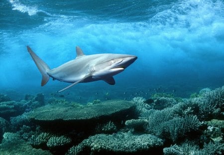 SILKY SHARK - sharks, shark, sea, silky