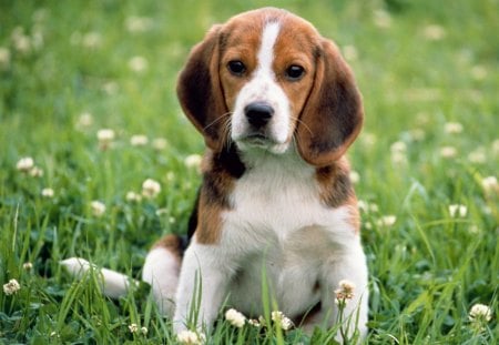 Beagle - face, beagle, adorable, dogs, cute