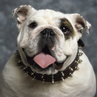 English Bulldog