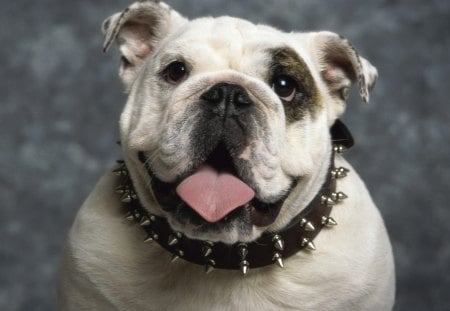 English Bulldog