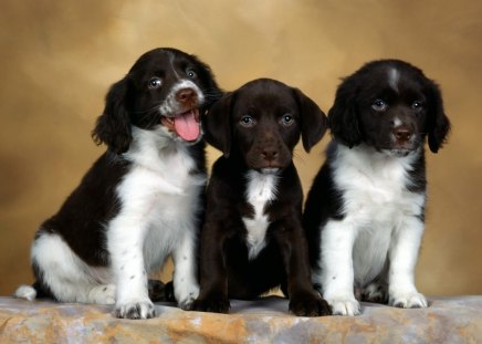 Cute puppies - pudgie, springer, spaniel, dogs, english