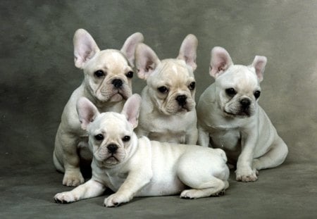 Untitled Wallpaper - french bulldogs, french bulldog