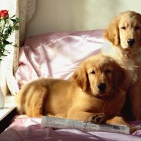 Two Golden Retrievers and some Roses