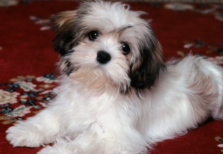 Untitled Wallpaper - sport, lhasa apso, puppy