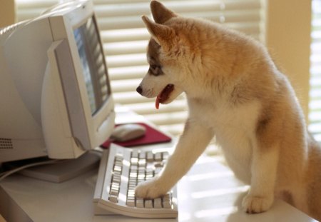 Untitled Wallpaper - keyboard, dog typing, user friendly