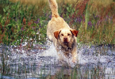 Untitled Wallpaper - yellow lab, yellow labrador, splash, labrador