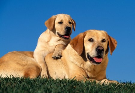 yellow labradors - labradors, puppy, yellow labs, palmtree, msn, yellow labradors, labrador, yellow, dog