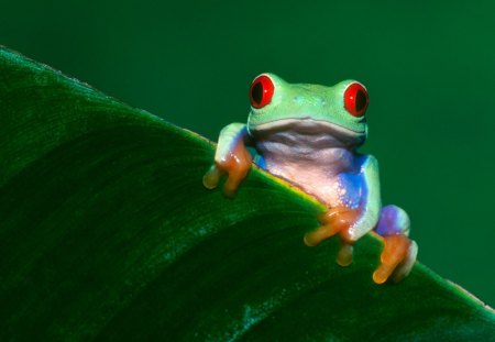 Untitled Wallpaper - tree frog, red eyed tree frog