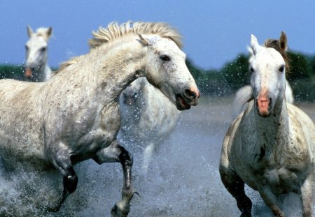 Afternoon Race - White Horses - beach, white horses, water, horses, racing, horse, afternoon race, tree, white horse