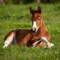 American Paint Foal Laying Down (Horse) - Iowa