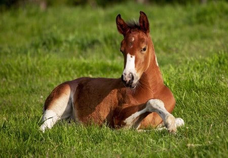 American Paint Foal Laying Down (Horse) - Iowa - laying down, paint foal, iowa