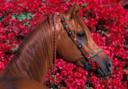 Arabian Stallion Dubai (Horse) - horse, red, arabian stallion, stallion, arabian, dubai