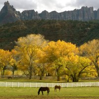 Autumn Horses Grazing - Utah