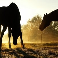 Horse Silhouettes - Duesseldorf, Germany