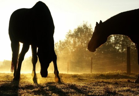 Horse Silhouettes - Duesseldorf, Germany