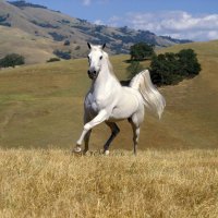 Galloping White Stallion (Horse)