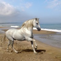 Grey Andalusian by the Sea (Horse)