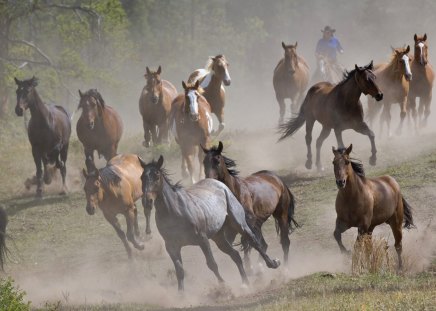 Horse Roundup - Montana - wild horses, running, cowgirls, dust, horses, the, horse, cowboys, mustang, running horses, galloping, herd