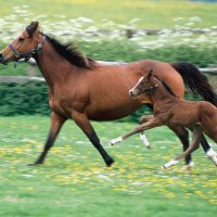 Horses - Mother and Child