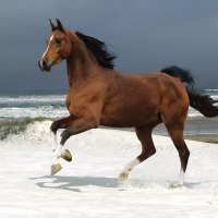 Norwegian Beach - Warmblood Horse