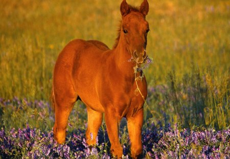 Adorable Quarter Horse Filly - cute, horses