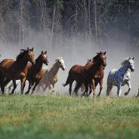 Horses Running - Montana Ranch