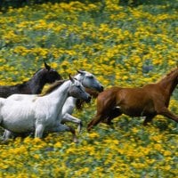 Horses Running Through Yellow Flowers